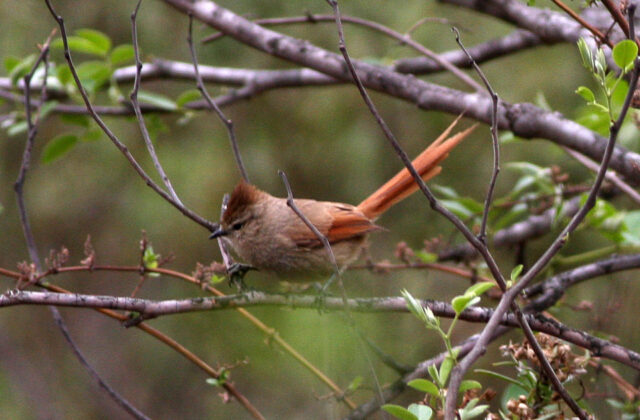 Brown-capped Tit-Spinetail