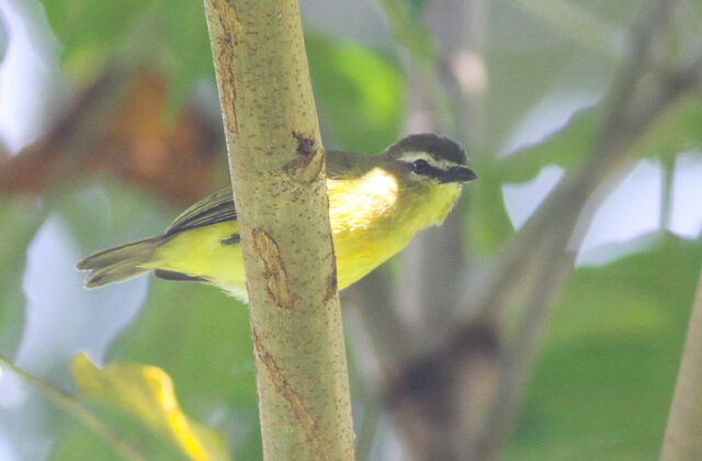 Brown-capped Tyrannulet