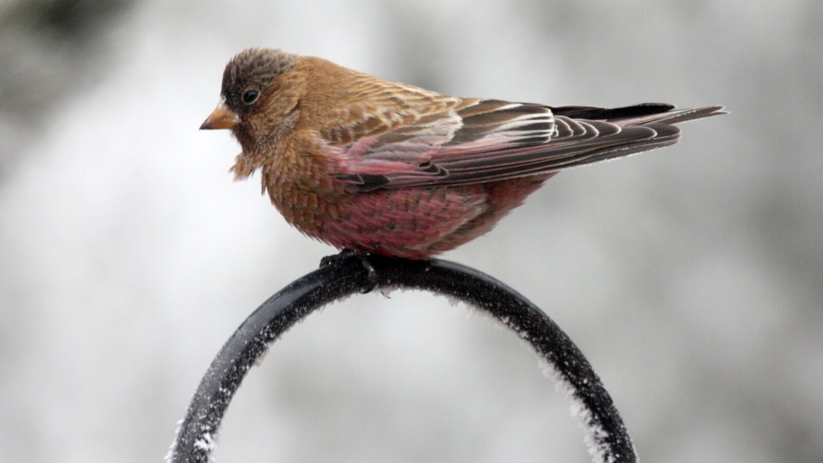 Brown-capped Rosy Finch