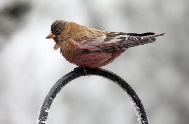 Brown-capped Rosy Finch