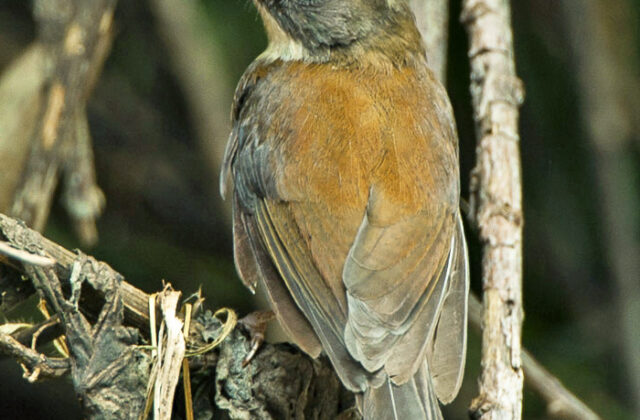Brown-chested Alethe