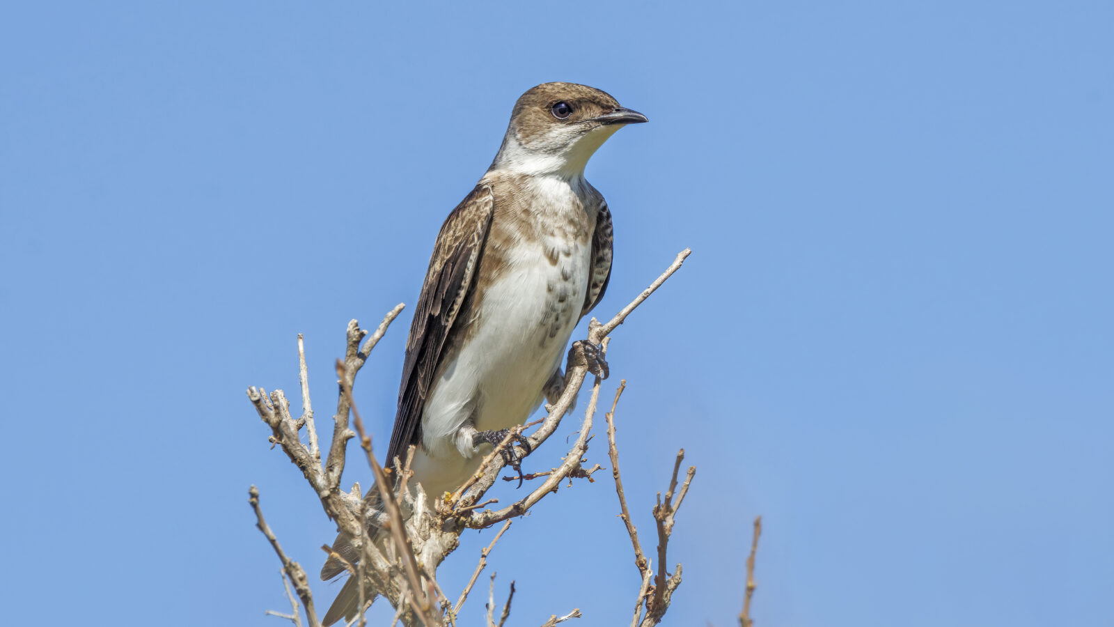 Brown-chested Martin