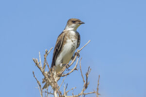 Brown-chested Martin