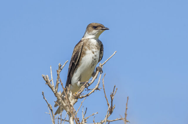 Brown-chested Martin