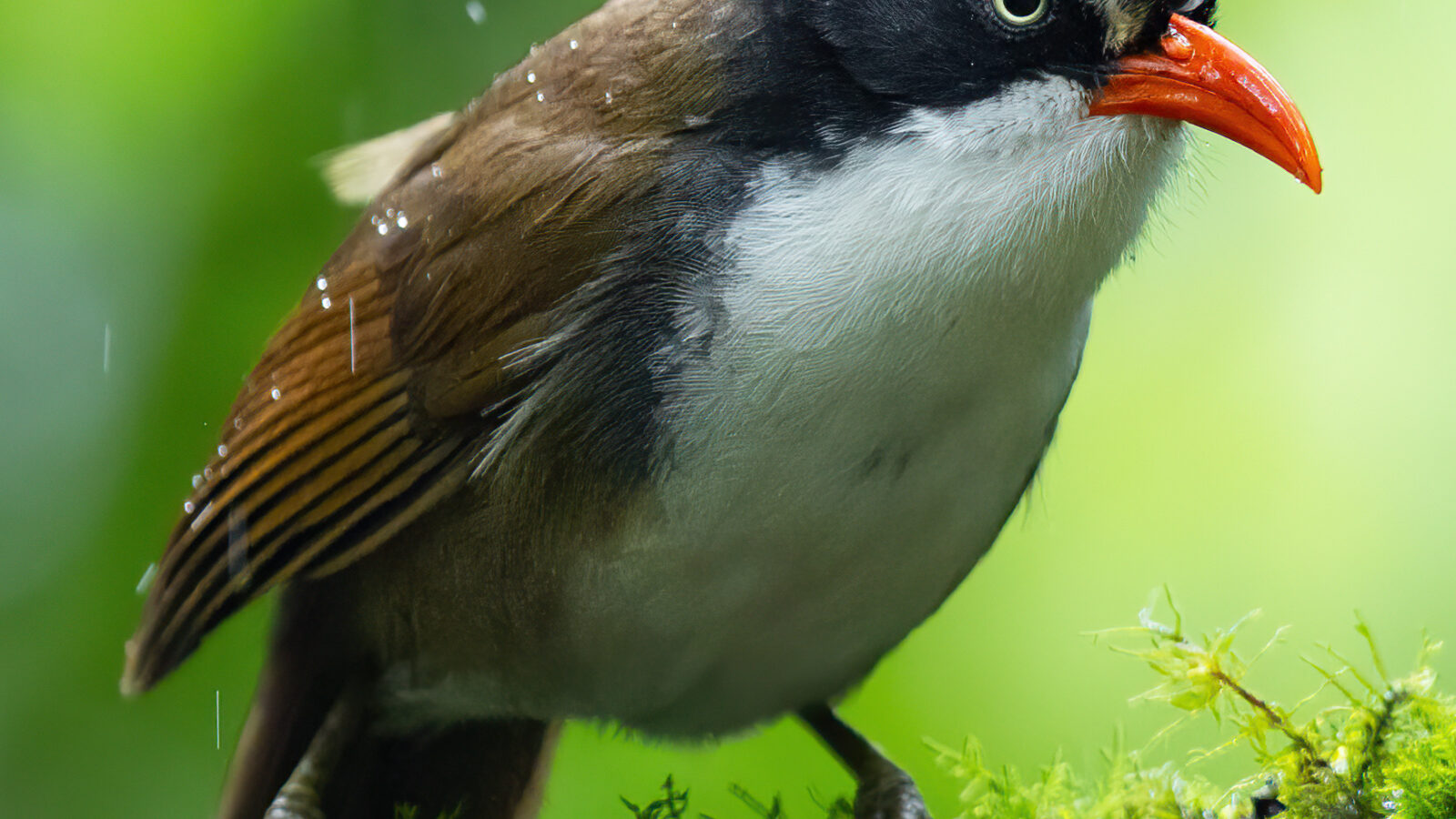 Brown-crowned Scimitar Babbler