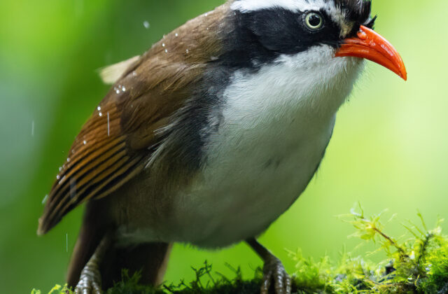 Brown-crowned Scimitar Babbler