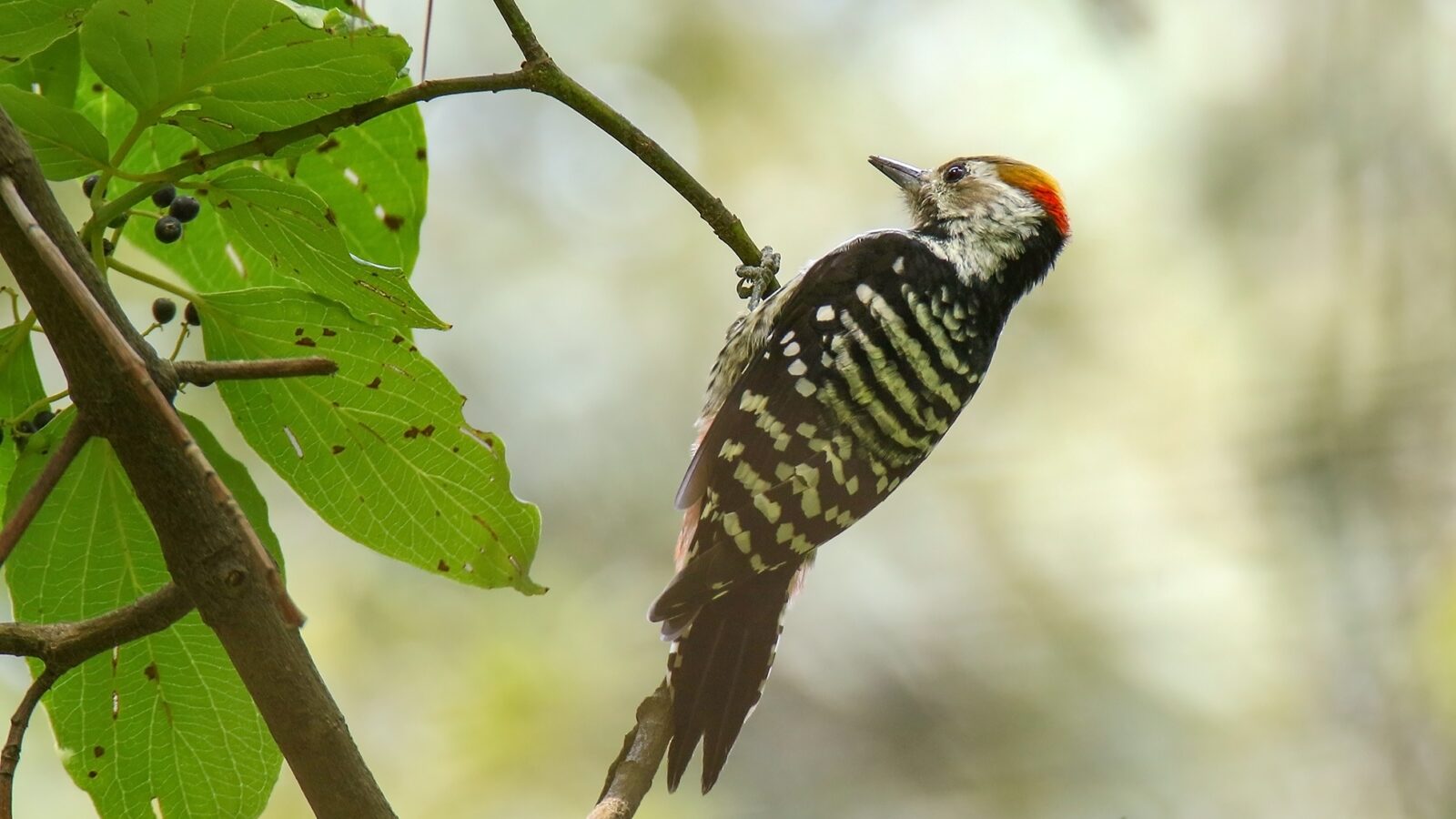 Brown-fronted Woodpecker