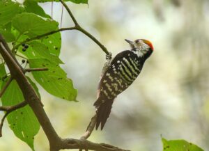 Brown-fronted Woodpecker
