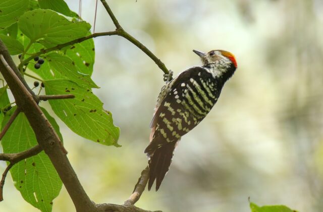 Brown-fronted Woodpecker