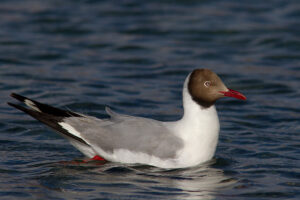 Brown-headed Gull