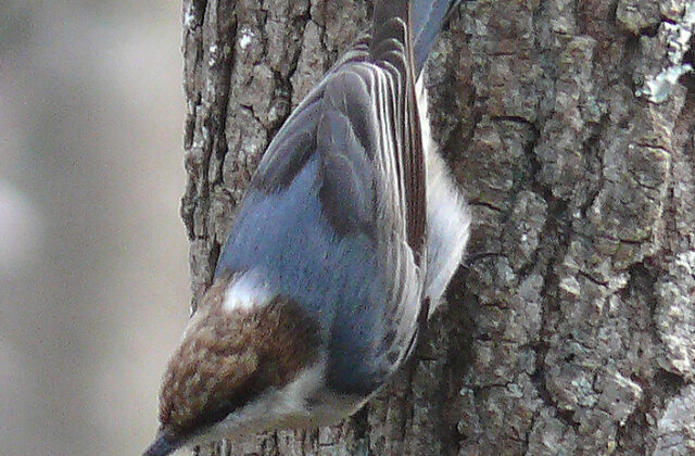 Brown-headed Nuthatch