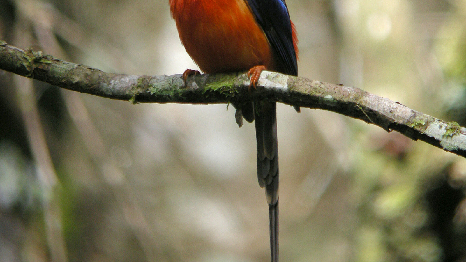 Brown-headed Paradise Kingfisher