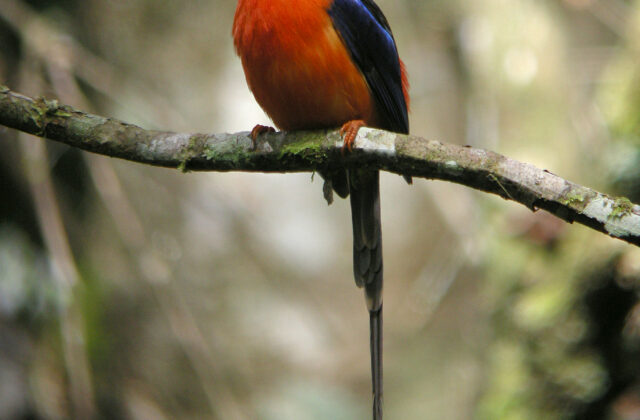 Brown-headed Paradise Kingfisher