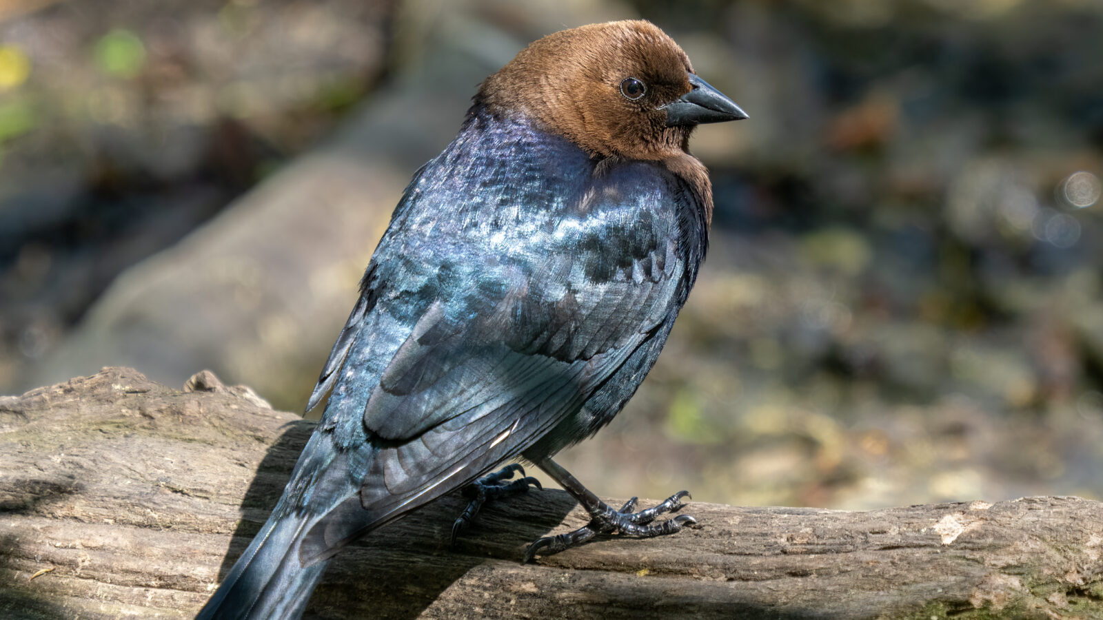 Brown-headed Cowbird