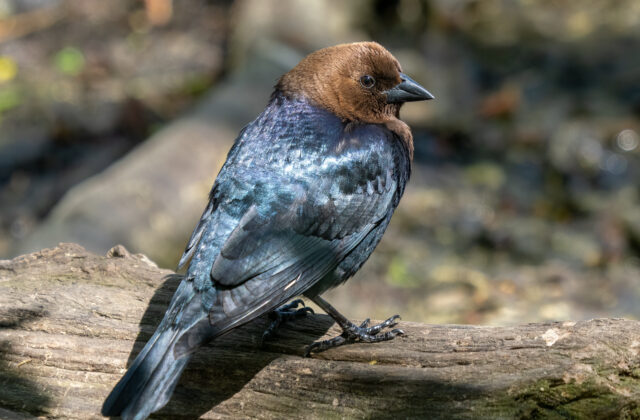 Brown-headed Cowbird