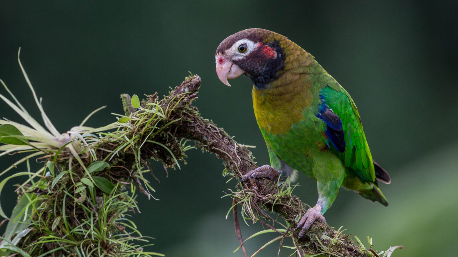 Brown-hooded Parrot