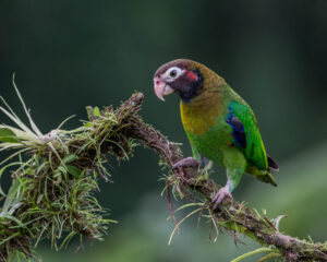 Brown-hooded Parrot