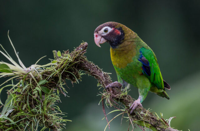Brown-hooded Parrot