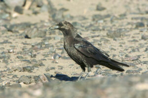 Brown-necked Raven