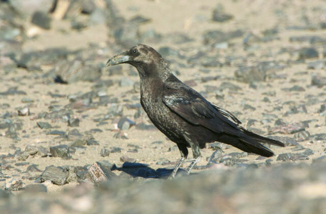 Brown-necked Raven