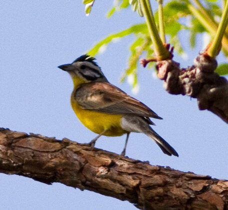 Brown-rumped Bunting