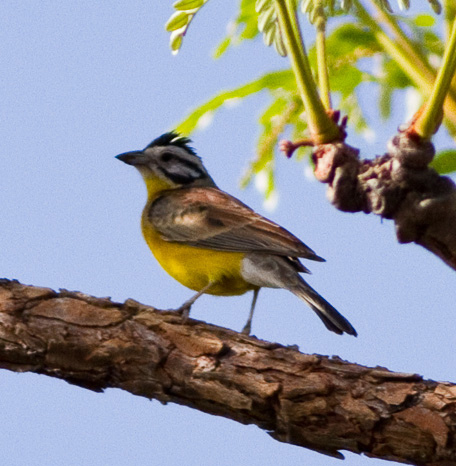 Brown-rumped Bunting