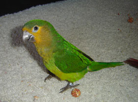 Brown-throated Parakeet