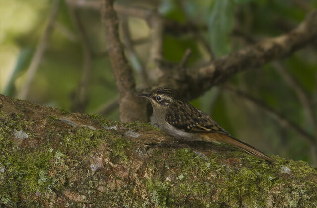 Sikkim Treecreeper