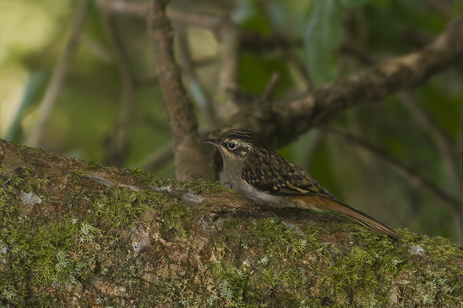 Sikkim Treecreeper