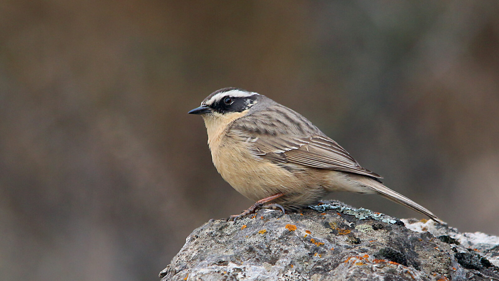 Brown Accentor