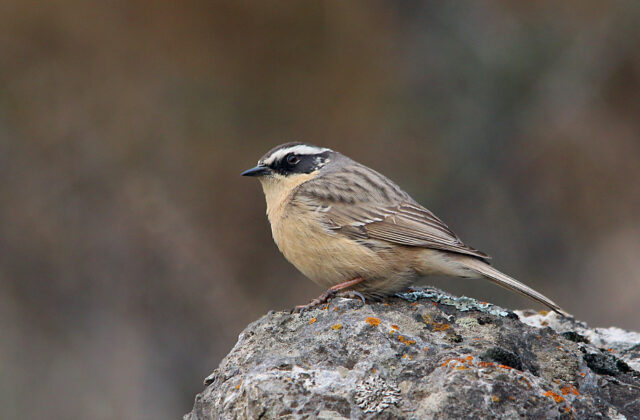 Brown Accentor