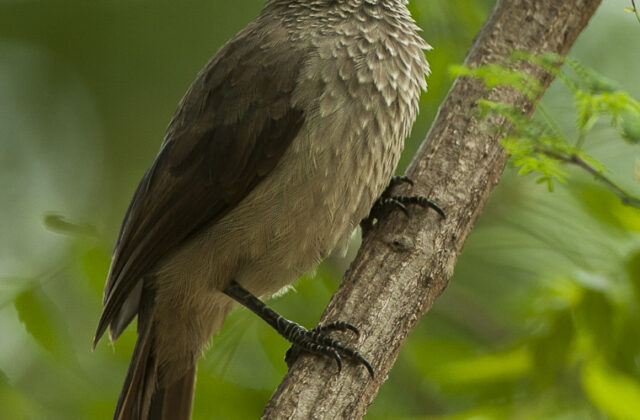 Brown Babbler