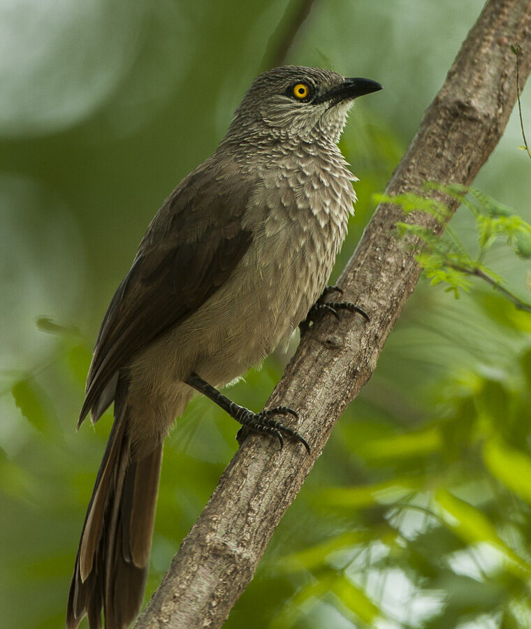 Brown Babbler