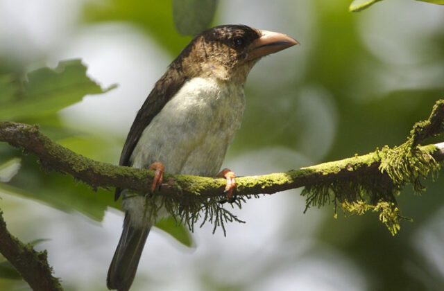 Sooty Barbet