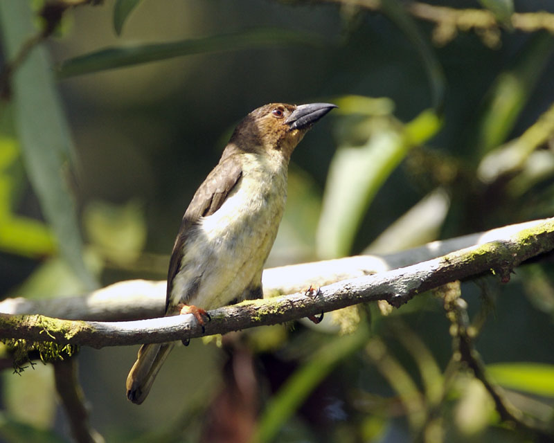Brown Barbet