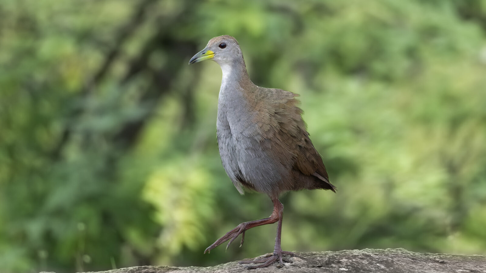 Brown Crake