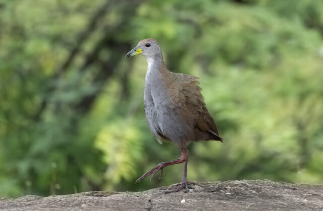 Brown Crake