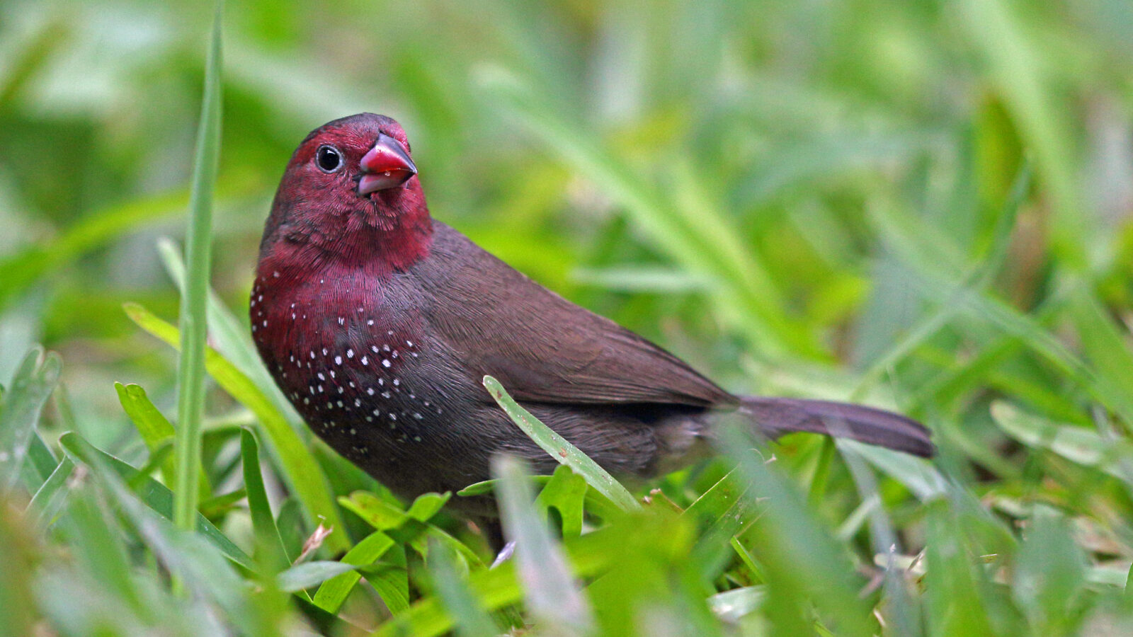 Brown Firefinch