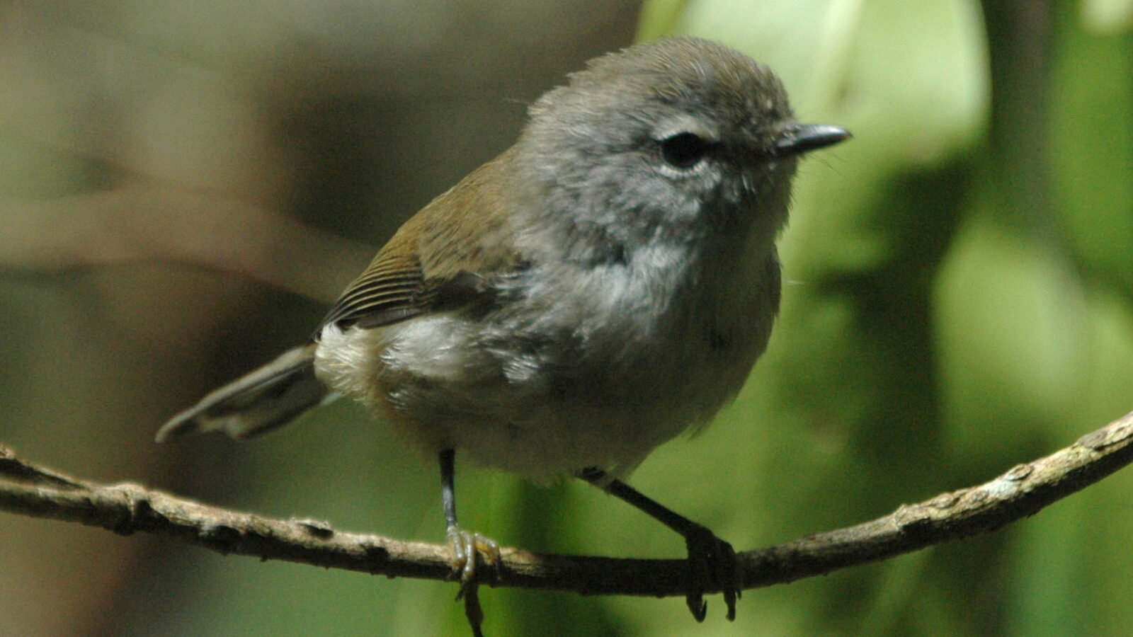 Brown Gerygone