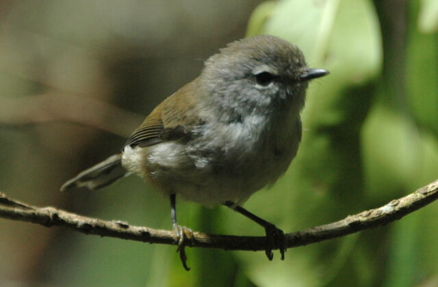 Brown Gerygone