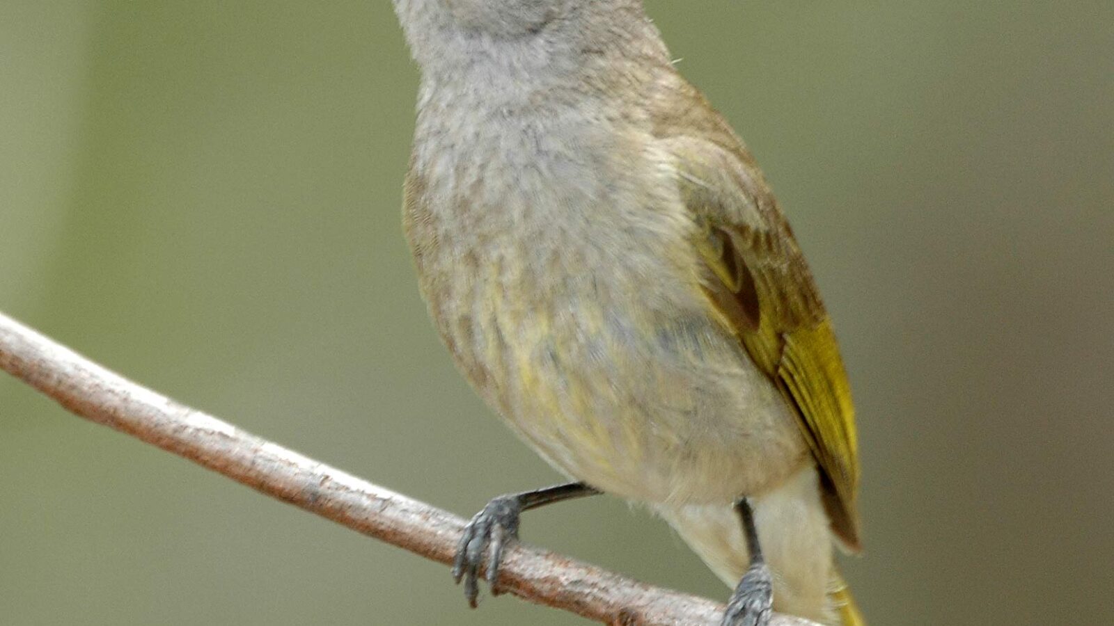 Brown Honeyeater
