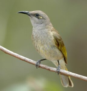 Brown Honeyeater