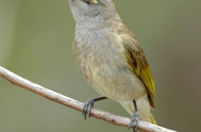 Brown Honeyeater