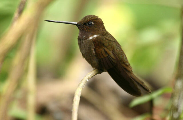 Brown Inca