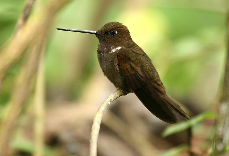 Brown Inca