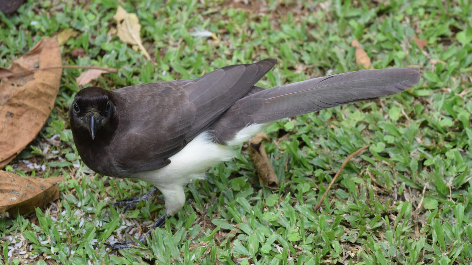 Brown Jay