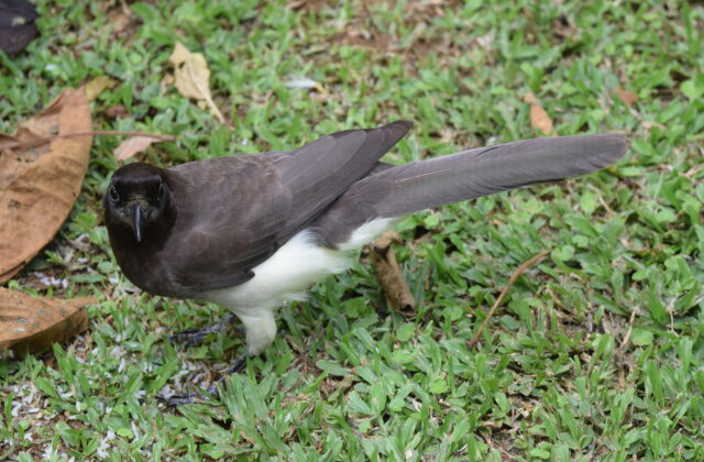 Brown Jay
