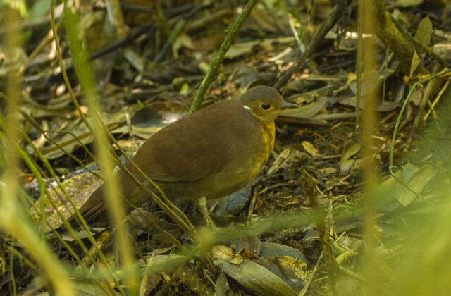 Brown Mesite