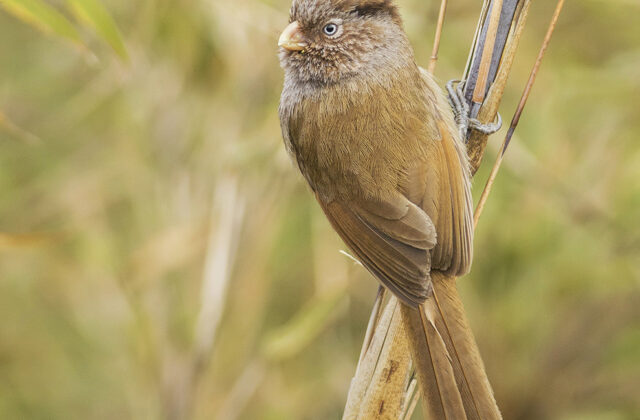 Brown Parrotbill