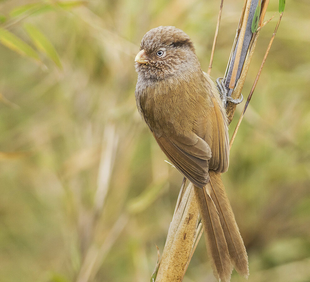 Brown Parrotbill